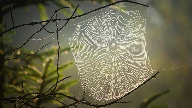 关于暗网禁区的常见谣言与辟谣 配图